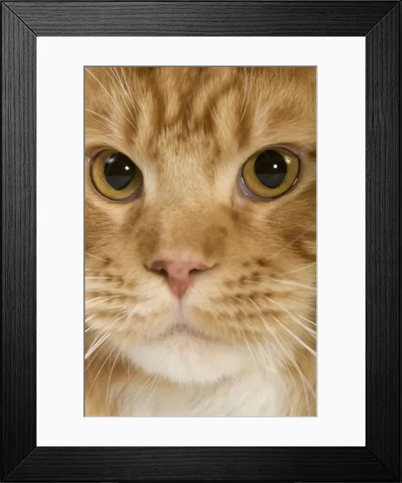 Framed Print : Cat - Norwegian Forest Cat - red mackerel tabby & white in studio Framed Print : Cat - Norwegian Forest Cat - red mackerel tabby & white in studio