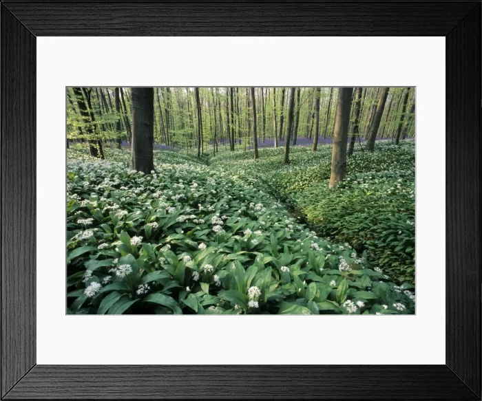 Framed Print : Bear's Garlic in forest Framed Print : Bear's Garlic in forest