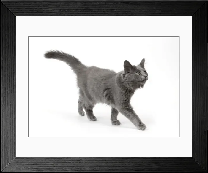 Framed Print : Cat - Nebelung in studio Framed Print : Cat - Nebelung in studio