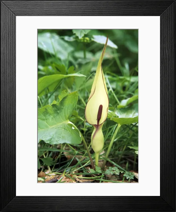 Framed Print : Lords-and-ladies Framed Print : Lords-and-ladies