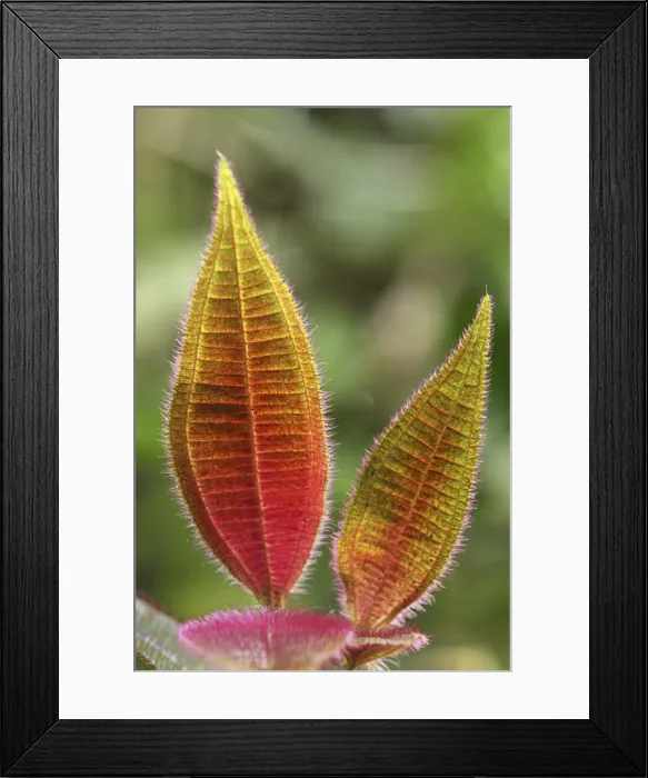 Framed Print : Hairy leaves (Melastomataceae) San Cipriano Reserve, Cauca, Colombia Framed Print : Hairy leaves (Melastomataceae) San Cipriano Reserve, Cauca, Colombia