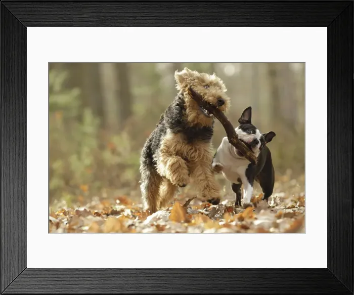 Framed Print : Welsh Terrier Framed Print : Welsh Terrier