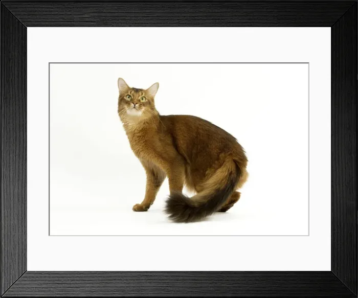 Framed Print : Cat - Somali in studio Framed Print : Cat - Somali in studio