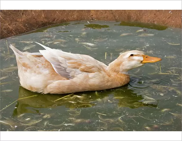 Saxony duck - swimming on small pond. Rare Breed Trust Cotswold Farm Park - UK. developed in the 1930s by selective breeding