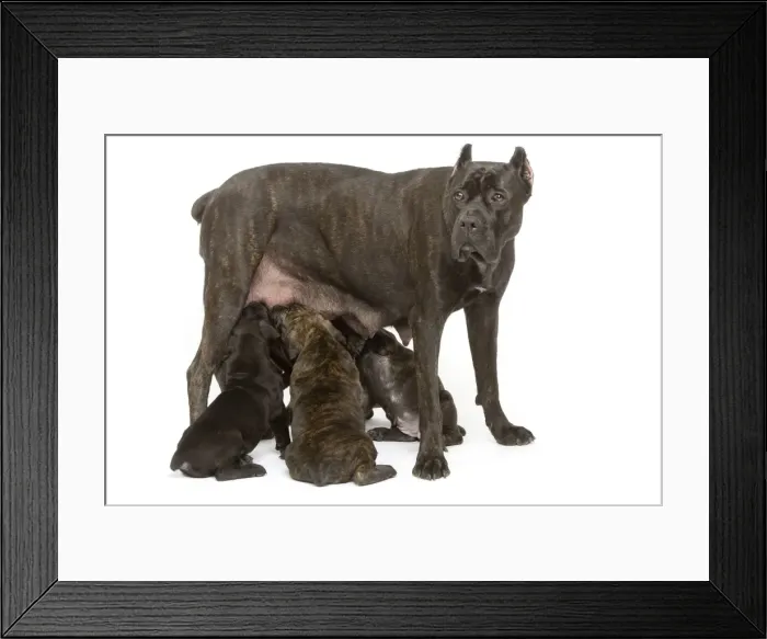 Framed Print : Dog - Cane Corso Dog (Italian Guard Dog) - mother with puppies suckling