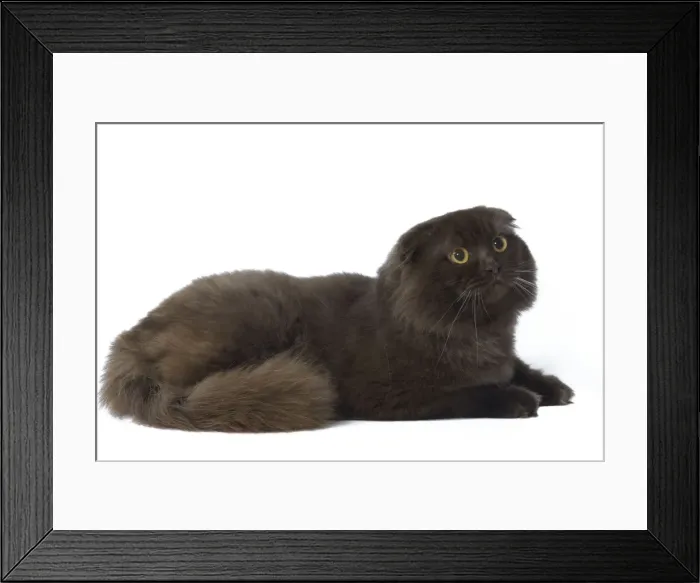 Framed Print : Cat - Highland Fold in studio Framed Print : Cat - Highland Fold in studio
