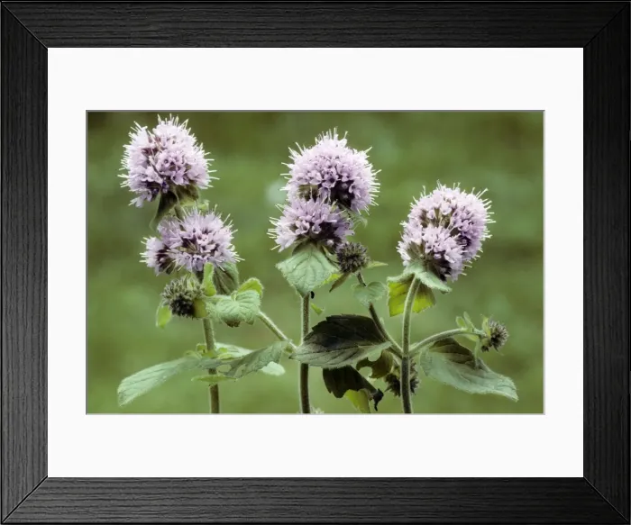 Framed Print : Water Mint Framed Print : Water Mint