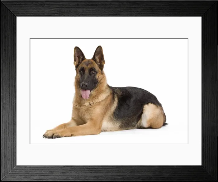 Framed Print : Dog - German Shepherd / Alsatian Framed Print : Dog - German Shepherd / Alsatian