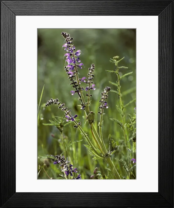 Framed Print : Meadow Clary