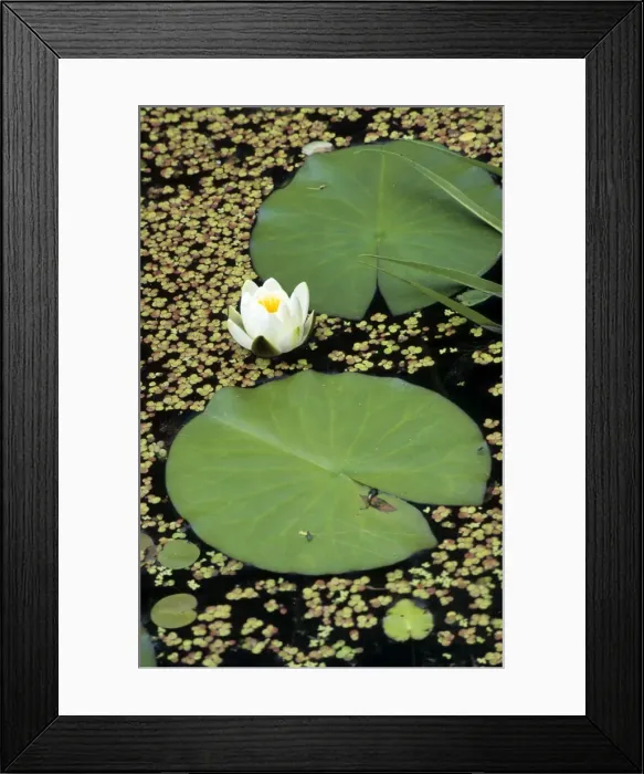 Framed Print : Waterlily. ME-1772. Waterlily. Nymphaea alba Framed Print : Waterlily. ME-1772. Waterlily. Nymphaea alba