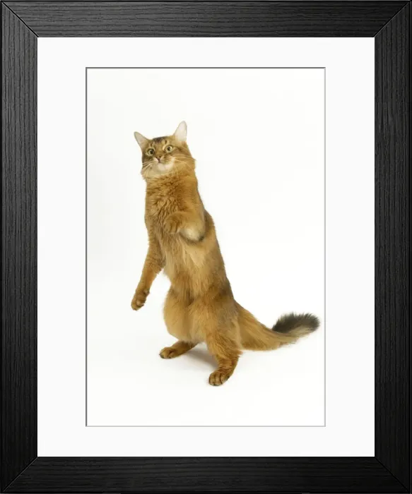 Framed Print : Cat - Somali in studio Framed Print : Cat - Somali in studio