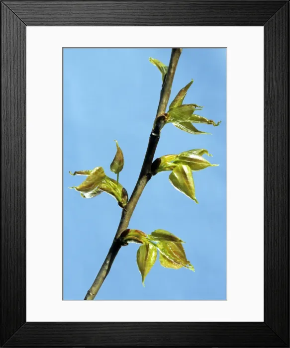 Framed Print : Poplar - leaf Framed Print : Poplar - leaf
