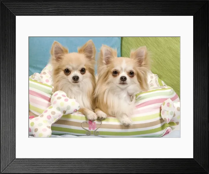 Framed Print : Dog - two Long-haired Chihuahuas sitting on cushions Framed Print : Dog - two Long-haired Chihuahuas sitting on cushions