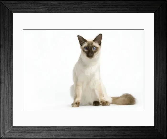 Framed Print : Cat - Balinese seal point Framed Print : Cat - Balinese seal point