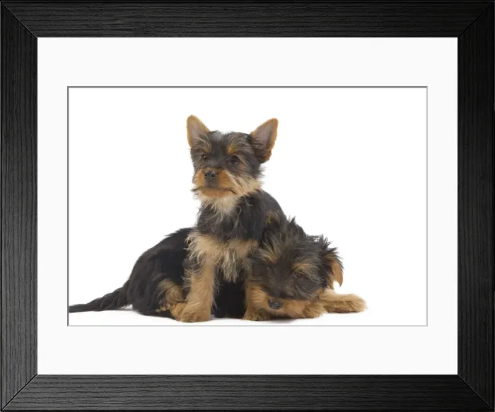 Framed Print : Dog - Australian Silky Terrier - puppies in studio. Also known as Silky Terrier or Sydney Silky Framed Print : Dog - Australian Silky Terrier - puppies in studio. Also known as Silky Terrier or Sydney Silky