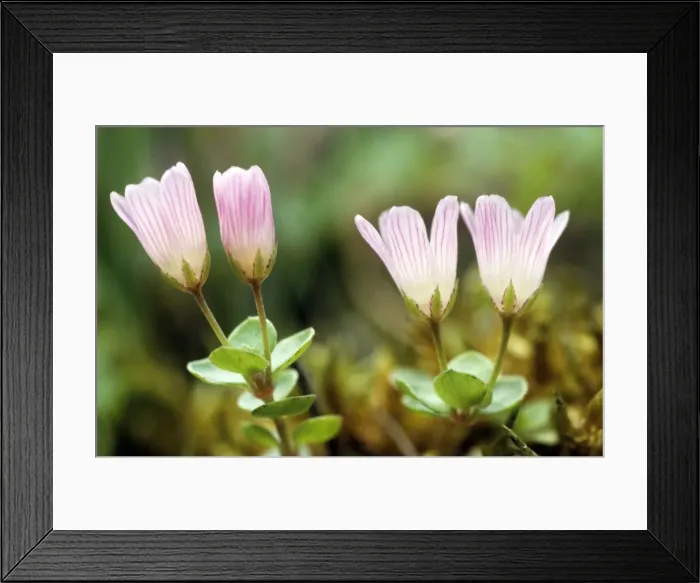 Framed Print : Bog Pimpernel Framed Print : Bog Pimpernel