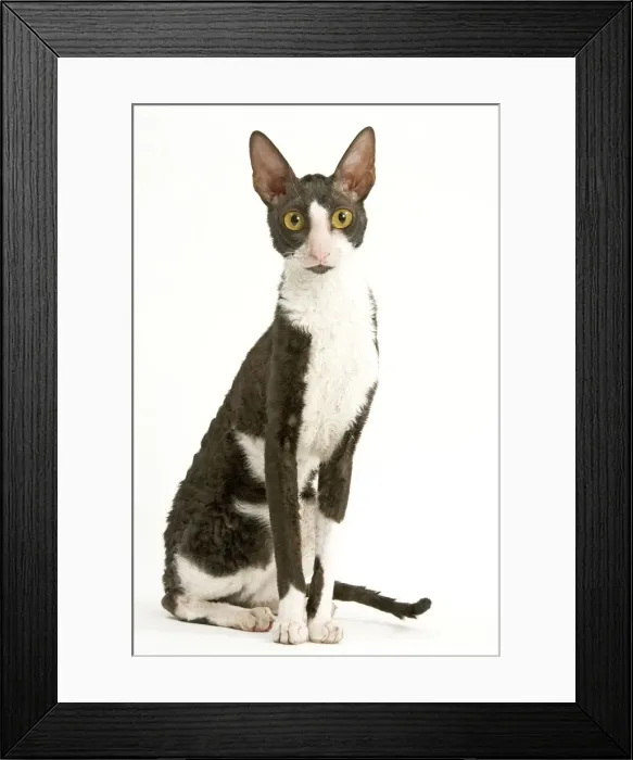 Framed Print : Cat - Cornish Rex - bicolour black & white in studio Framed Print : Cat - Cornish Rex - bicolour black & white in studio