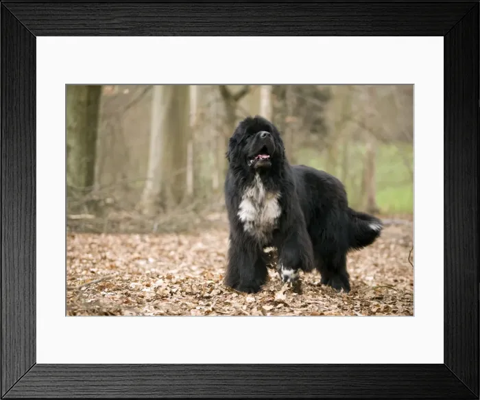 Framed Print : Newfoundland Dog Framed Print : Newfoundland Dog