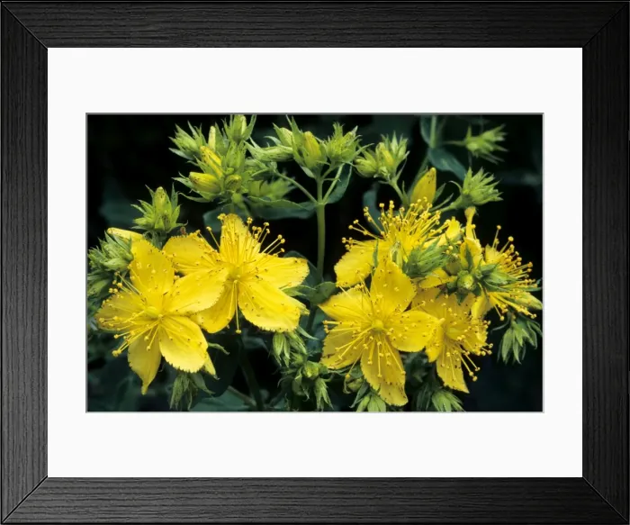 Framed Print : St-John's wort Framed Print : St-John's wort