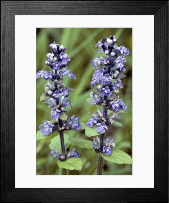 Framed Print : Bugle Flower Framed Print : Bugle Flower