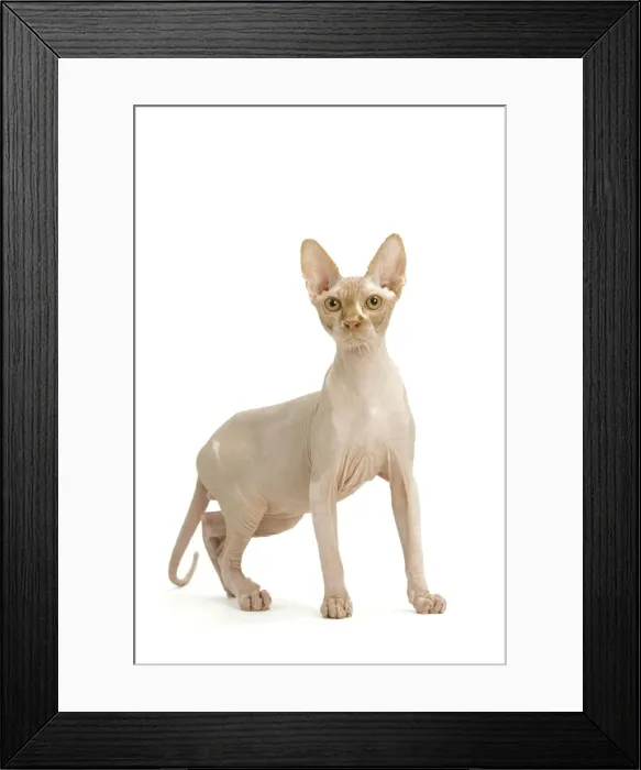 Framed Print : Cat- Sphinx in studio Framed Print : Cat- Sphinx in studio