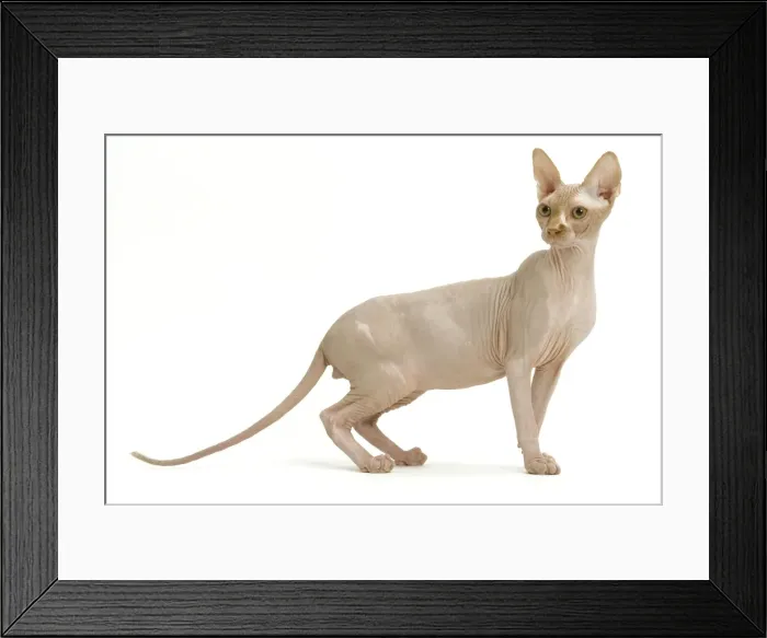 Framed Print : Cat - Sphinx Framed Print : Cat - Sphinx