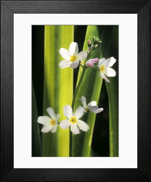 Framed Print : Water Violet Framed Print : Water Violet