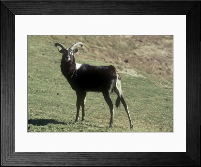 Framed Print : Nile Lechwe - adult male - Swamps of South Sudan and West Ethiopia Framed Print : Nile Lechwe - adult male - Swamps of South Sudan and West Ethiopia