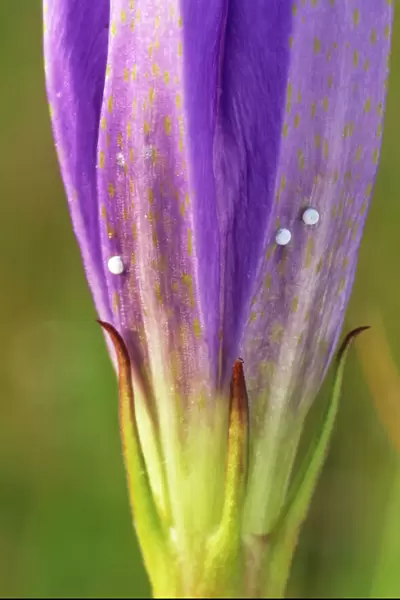 Marsh Gentian with eggs of Alcon Blue