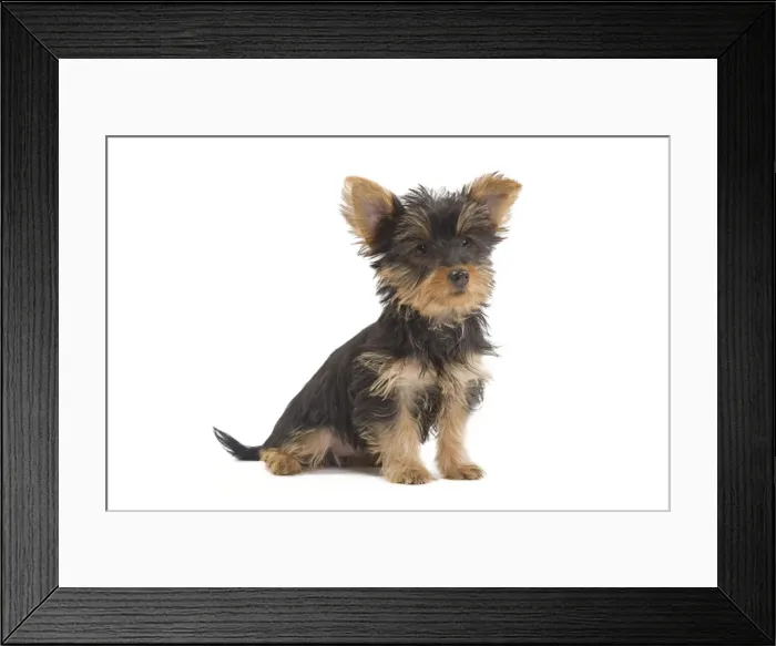 Framed Print : Dog - Australian Silky Terrier - puppy in studio. Also known as Silky Terrier or Sydney Silky Framed Print : Dog - Australian Silky Terrier - puppy in studio. Also known as Silky Terrier or Sydney Silky