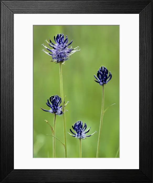 Framed Print : Round-headed Rampion Framed Print : Round-headed Rampion