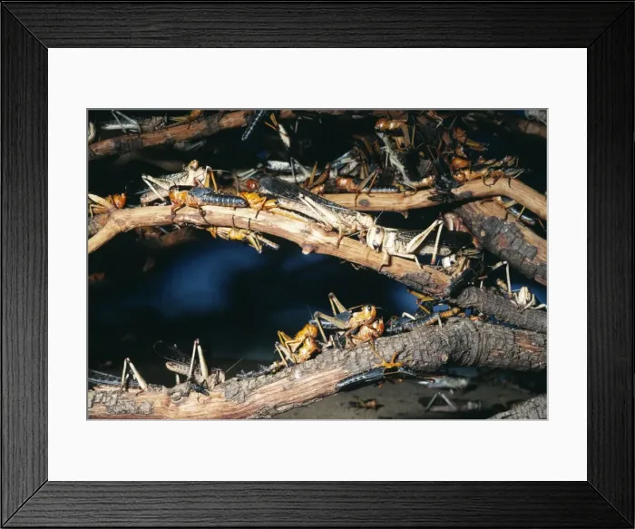 Framed Print : Desert ‘Plague Locust - Arid grasslands of North Africa Framed Print : Desert ‘Plague Locust - Arid grasslands of North Africa