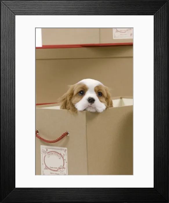 Framed Print : Dog - Cavalier King Charles Spaniel - in a box in studio Framed Print : Dog - Cavalier King Charles Spaniel - in a box in studio