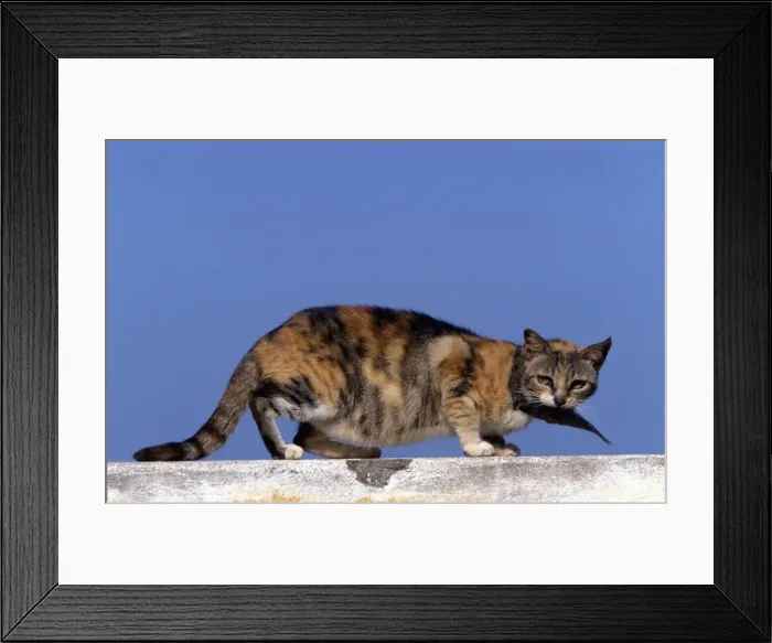 Framed Print : Cat - on the Island of Lamu - Kenya - Indian Ocean Framed Print : Cat - on the Island of Lamu - Kenya - Indian Ocean