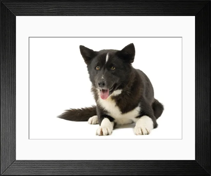 Framed Print : Dog - Karelia Bear Dog Framed Print : Dog - Karelia Bear Dog