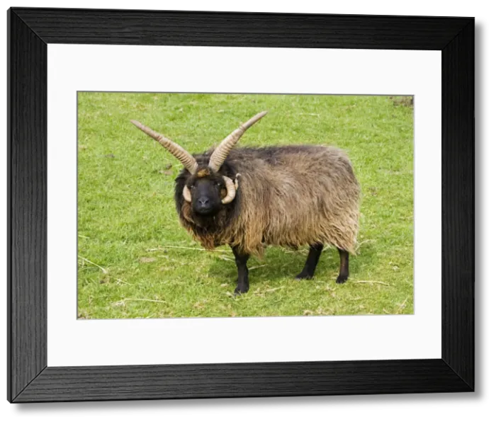 Framed Print : Four horned Hebridian / St Kilda sheep. Rare Breed Trust Cotswold Farm Park UK. The breed originated off the West coast of Scotland and were once widespread but more recently have been replaced by the Black-faced sheep Framed Print : Four horned Hebridian / St Kilda sheep. Rare Breed Trust Cotswold Farm Park UK. The breed originated off the West coast of Scotland and were once widespread but more recently have been replaced by the Black-faced sheep