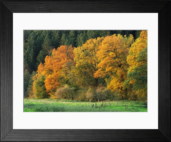 Framed Print : Edge of Beechwood ME 415 Autumn. Great Britain. Fagus sylvatica © Johan De Meester / ARDEA LONDON Framed Print : Edge of Beechwood ME 415 Autumn. Great Britain. Fagus sylvatica © Johan De Meester / ARDEA LONDON