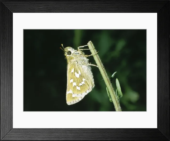 Framed Print : Silver Spotted Skipper LB 1329 Hesperia comma © Ian Beames / ARDEA LONDON Framed Print : Silver Spotted Skipper LB 1329 Hesperia comma © Ian Beames / ARDEA LONDON