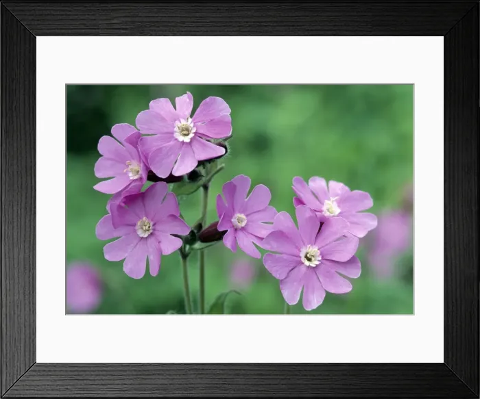 Framed Print : Red Campion Framed Print : Red Campion