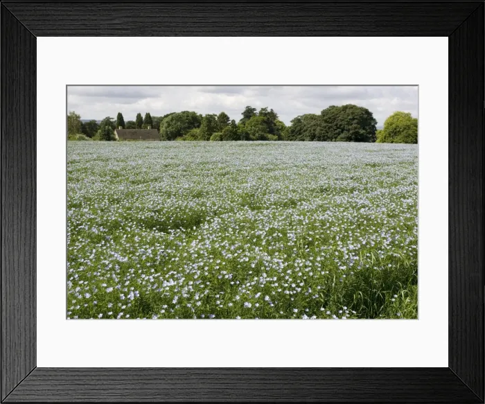 Framed Print : Field of mature linseed Mickleton UK Framed Print : Field of mature linseed Mickleton UK