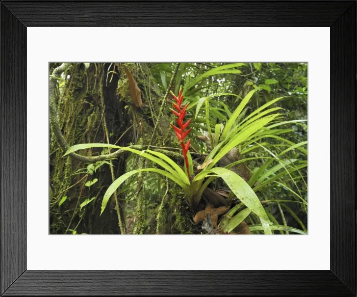 Framed Print : Tropical rainforest with bromeliad San Cipriano Reserve, Cauca, Colombia Framed Print : Tropical rainforest with bromeliad San Cipriano Reserve, Cauca, Colombia