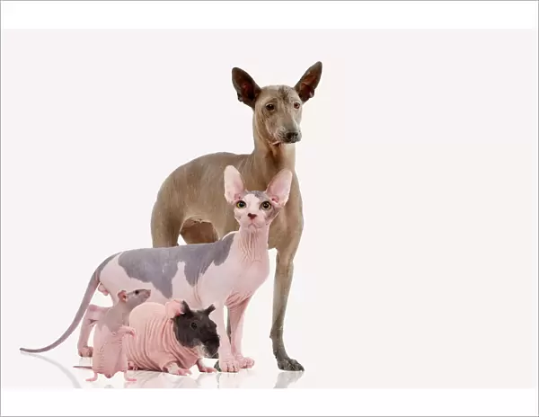 Hairless Animals - Mexican Hairless Dog, Sphinx Cat, rodent & rat