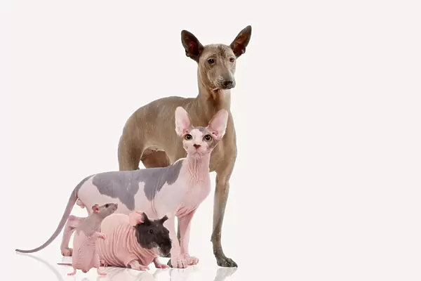 Hairless Animals - Mexican Hairless Dog, Sphinx Cat, rodent & rat