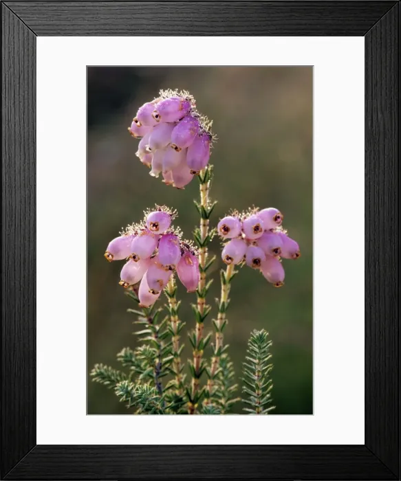 Framed Print : Cross-leaved Heath Framed Print : Cross-leaved Heath