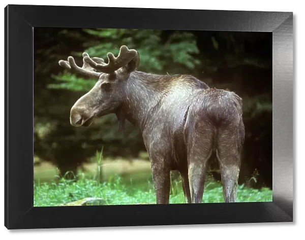 Moose  /  Elk - male - Sweden
