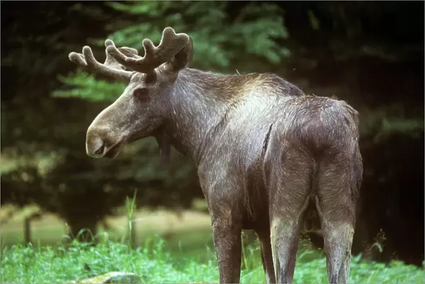 Moose  /  Elk - male - Sweden