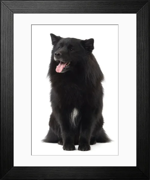 Framed Print : Dog - Finnish Lapland Dog Framed Print : Dog - Finnish Lapland Dog