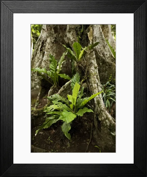 Framed Print : Guatemala - rainforest plants Framed Print : Guatemala - rainforest plants