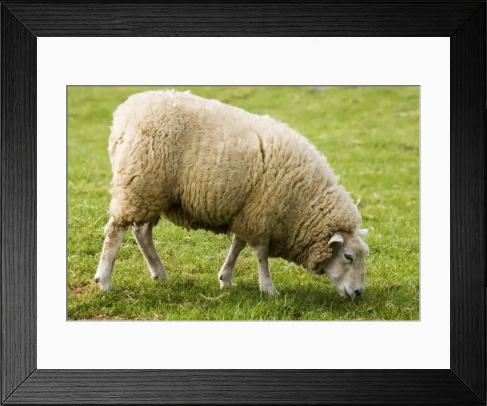 Framed Print : Beltex double muscled sheep - grazing. Rare Breed Trust Cotswold Farm Park Temple Guiting near Stow on the Wold UK. This is a hybrid breed first introduced from Belgium in 1989
