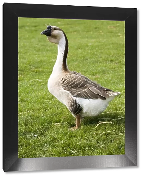 Chinese  /  Swan goose - bred from the Asian Swan goose at the Rare Breed Trust Cotswold Farm Park Temple Guiting near Stow on the Wold UK